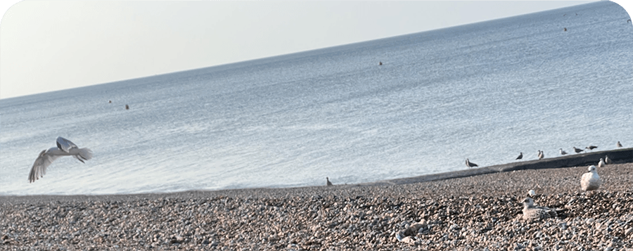 Temperature of Brighton sea, on average this month